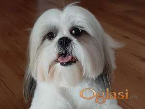 Shih tzu spreman za parenje